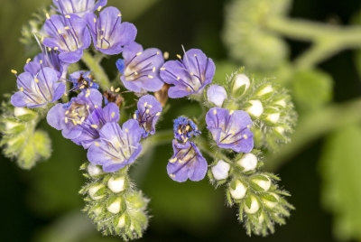 Blue Curls May 2026